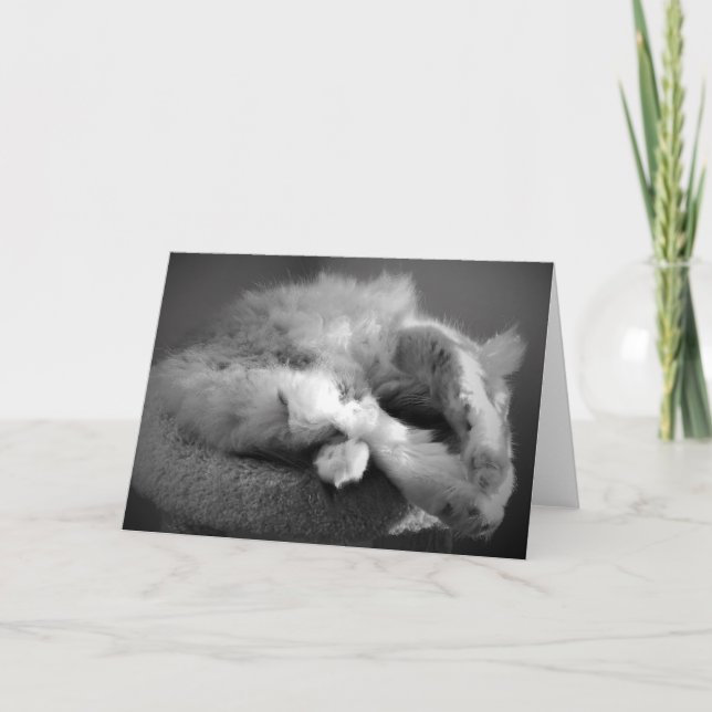 Tarjeta de gato durmiente (Anverso)