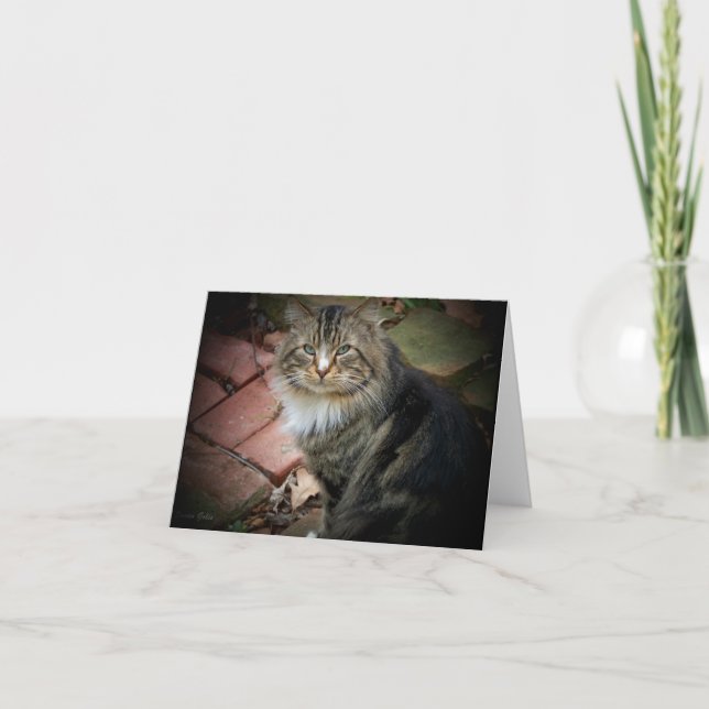 Tarjeta de gato forestal noruego (Anverso)