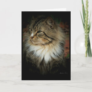 Tarjeta de gato forestal noruego que te extraña