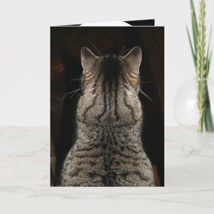 Tarjeta de gato gritando "¡SORPRESA! FELIZ CUMPLEA