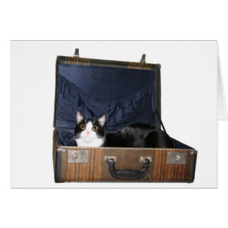 Tarjeta de gato itinerante