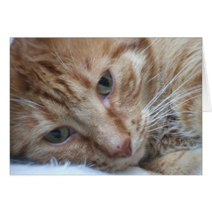 Tarjeta de gato naranja