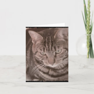 Tarjeta de gato Sweet Tabby
