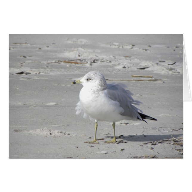 Tarjeta de gaviota de viento (Anverso (Horizontal))