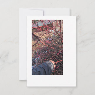 Tarjeta de Geocache Troll