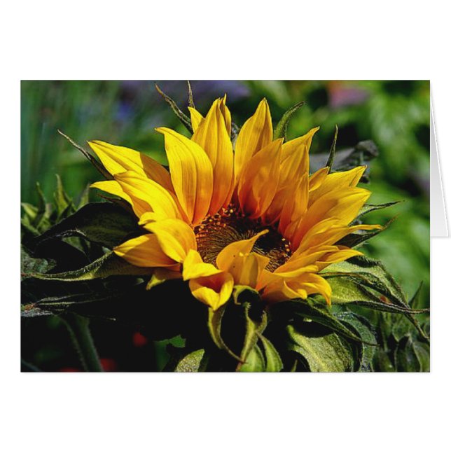TARJETA DE girasol (Anverso (Horizontal))