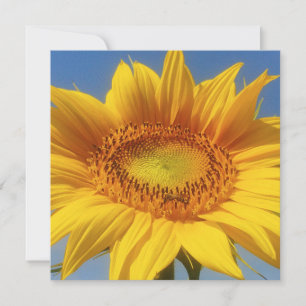 Tarjeta de girasol amarilla