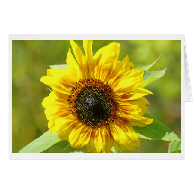 Tarjeta de girasol amarilla (Anverso (Horizontal))