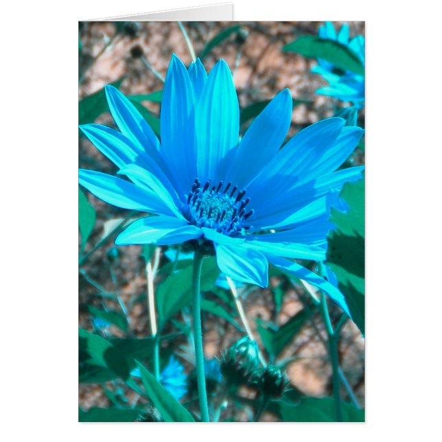 Tarjeta de girasol azul silvestre *personalizar* (Frente)