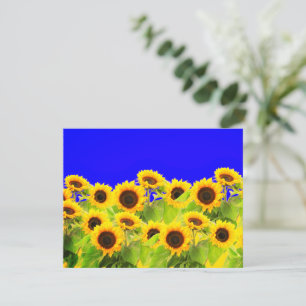 Tarjeta de girasol Colores de bandera ucranianos -