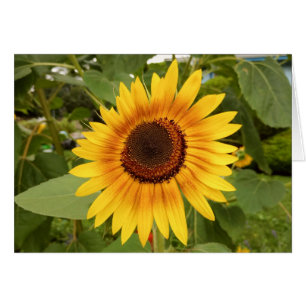 Tarjeta de girasol con orgullo en blanco para disc
