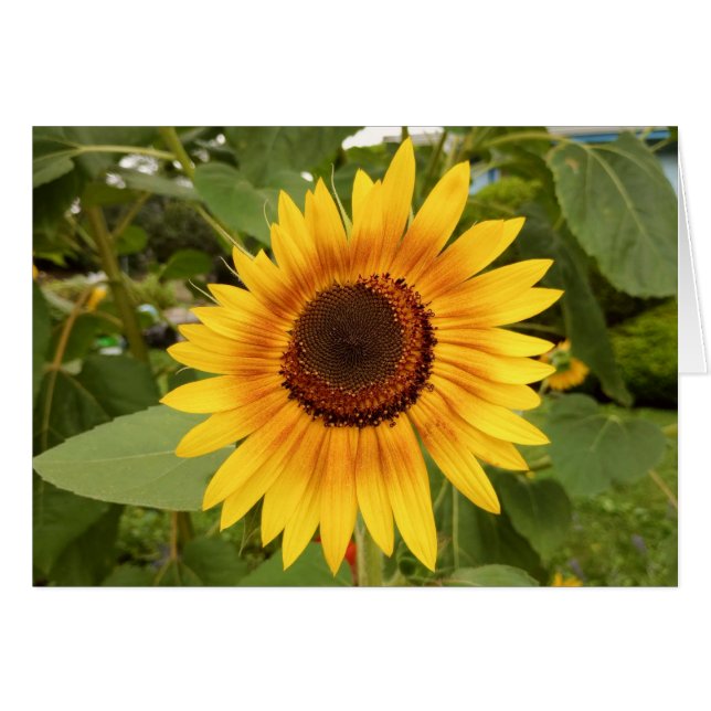 Tarjeta de girasol con orgullo en blanco para disc (Anverso (Horizontal))