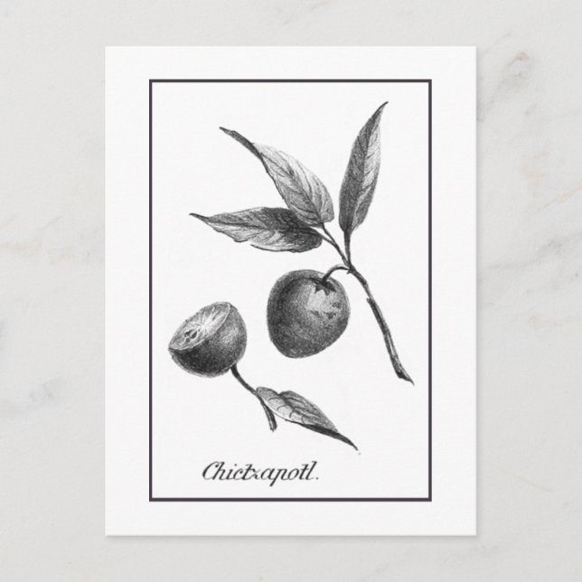 Tarjeta de grabado de fruta exótica zapote vintage (Anverso)