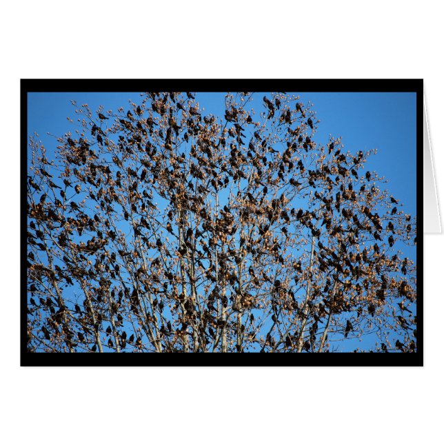 Tarjeta de Grackles (Anverso (Horizontal))