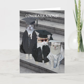Tarjeta de graduación de gatos/gatitos divertidos