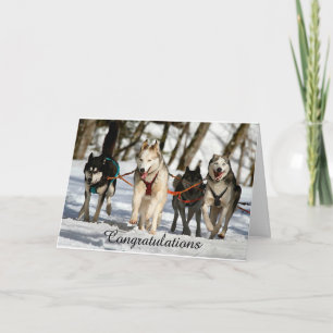 Tarjeta de graduación Husky Siberiana