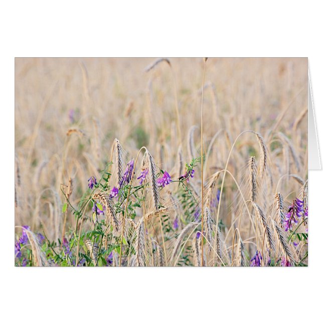 Tarjeta de grano en crecimiento (Anverso (Horizontal))