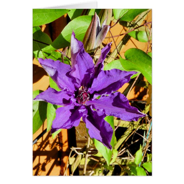 TARJETA DE GREETING DE CLEMATIS (Frente)