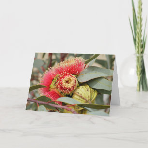 TARJETA DE GREETING - Eucalipto nativo australiano