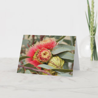 TARJETA DE GREETING - Eucalipto nativo australiano