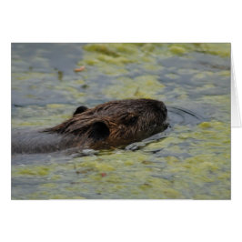 Tarjeta de grito "Nutria Swimming"