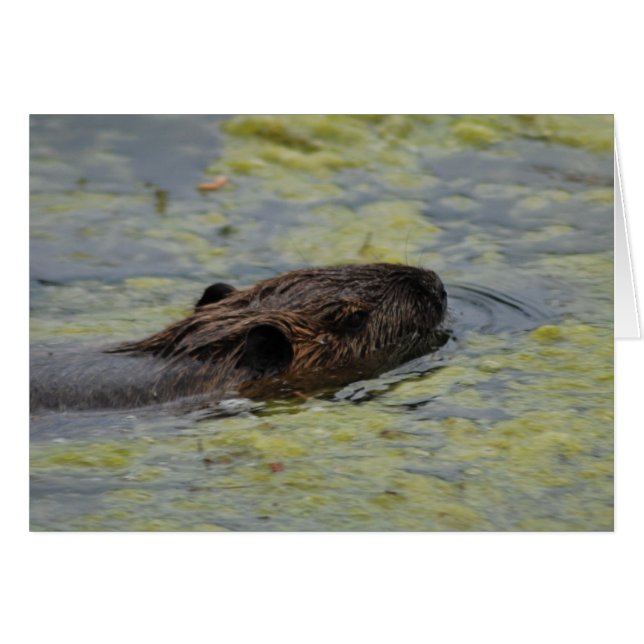 Tarjeta de grito "Nutria Swimming" (Anverso (Horizontal))