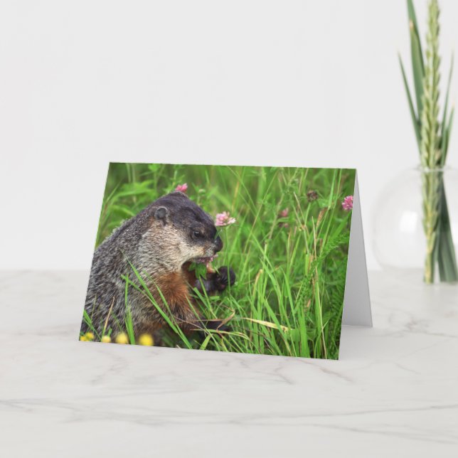 Tarjeta de Groundhog que come a los enamorados (Anverso)