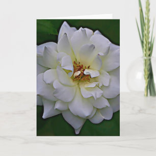 Tarjeta de guiones John 1:9 de color rosa blanco