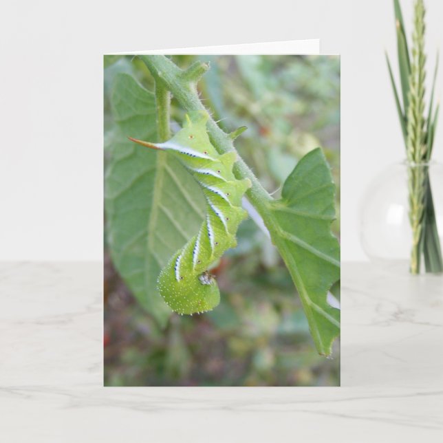 Tarjeta ~ de gusano de cuerno (Anverso)