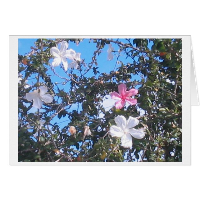 tarjeta de hibiscos rosa/blanco (Anverso (Horizontal))