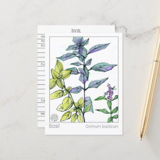 Tarjeta de hierba medicinal de cocina basil