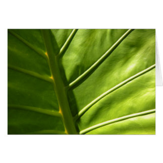 Tarjeta de hoja solar