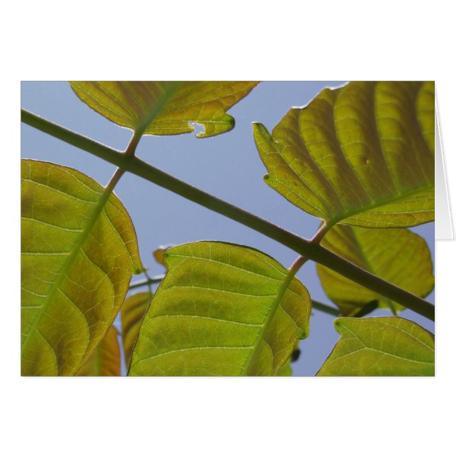 Tarjeta de hojas (Anverso (Horizontal))