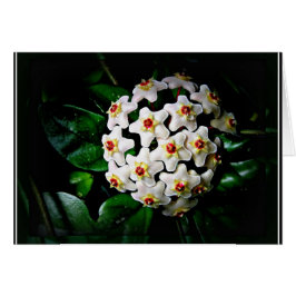 Tarjeta de Hoya (waxplant)