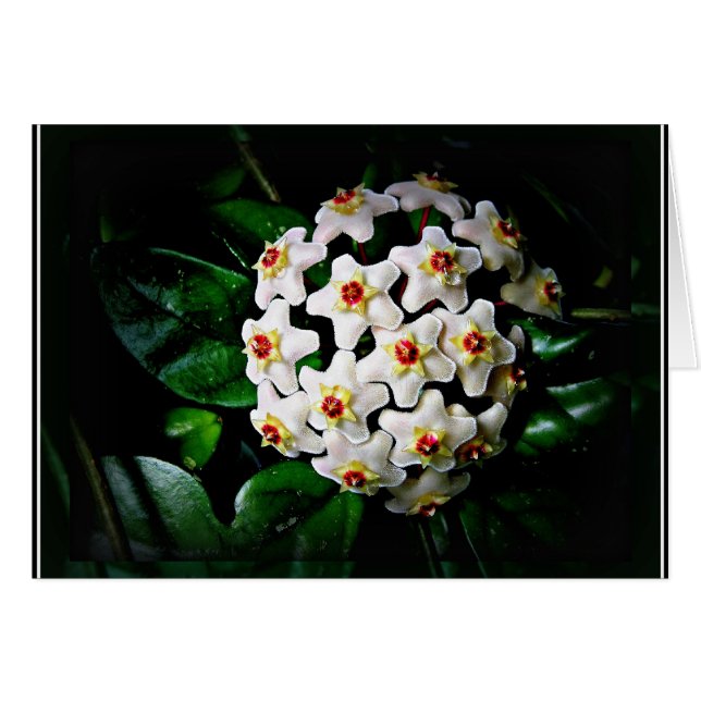 Tarjeta de Hoya (waxplant) (Anverso (Horizontal))