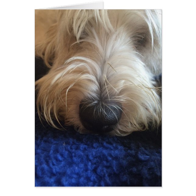 Tarjeta de humor para perros (Frente)