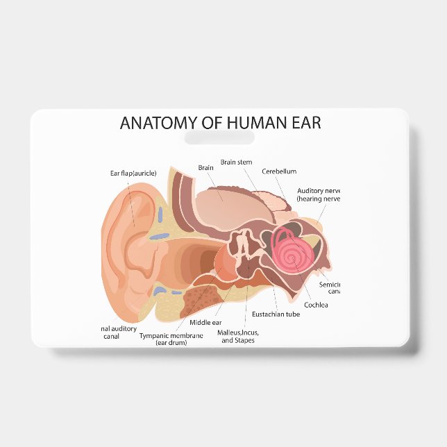 Tarjeta De Identificación Anatomía de las orejas humanas (Parte frontal)