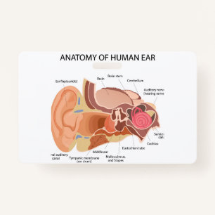 Tarjeta De Identificación Anatomía de los oídos humanos