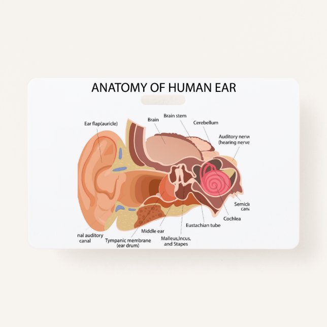 Tarjeta De Identificación Anatomía de los oídos humanos (Anverso)