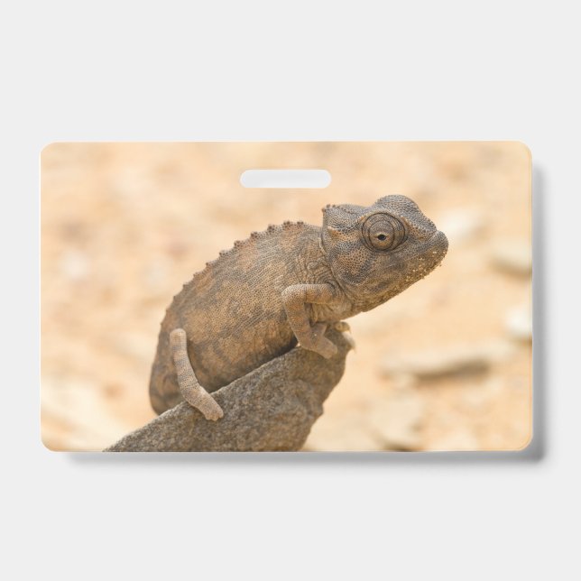 Tarjeta De Identificación Camaleón en Namibia (Parte frontal)