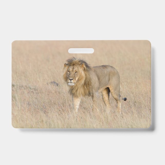 Tarjeta De Identificación Caminata de leones (Parte frontal)