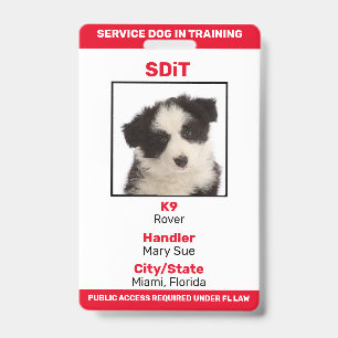 Tarjeta De Identificación Florida SDiT (Perro de Servicio en Entrenamiento) 