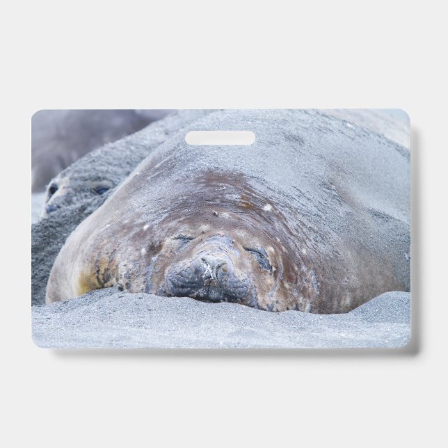 Tarjeta De Identificación Foca elefante durmiendo (Parte frontal)