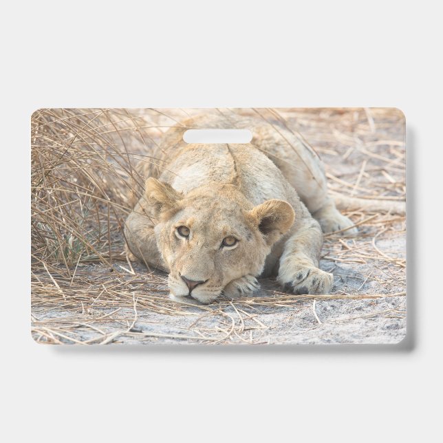 Tarjeta De Identificación Leones jóvenes (Parte frontal)