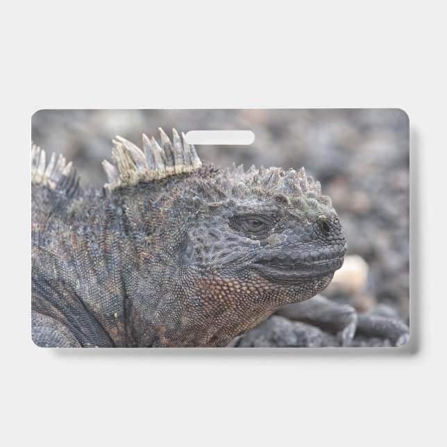 Tarjeta De Identificación Marine Iguana (Parte frontal)