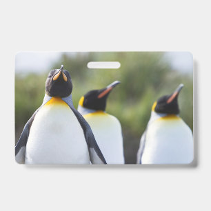 Tarjeta De Identificación Pingüinos rey