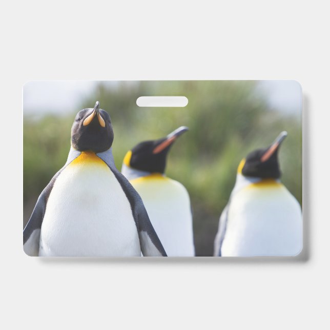 Tarjeta De Identificación Pingüinos rey (Parte frontal)