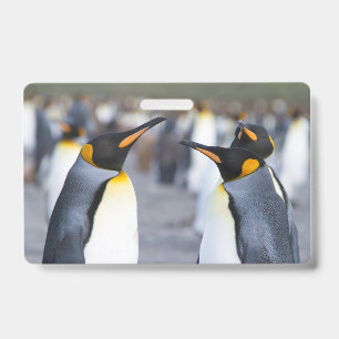 Tarjeta De Identificación Pingüinos Reyes