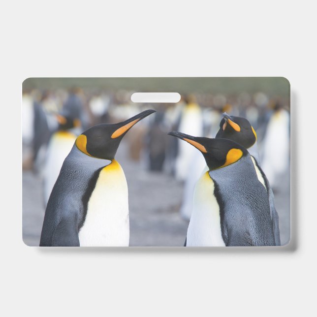 Tarjeta De Identificación Pingüinos Reyes (Parte frontal)