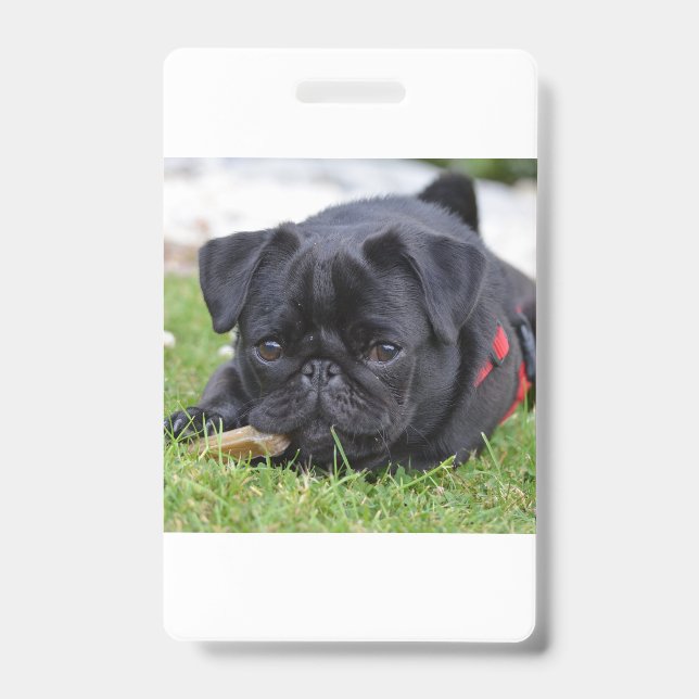 Tarjeta De Identificación pug negro acostado (Parte frontal)